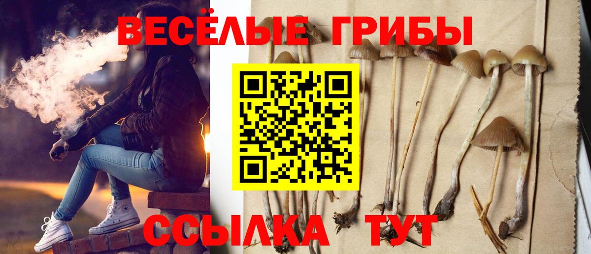 Псилоцибиновые грибы Cubensis Сергиев Посад